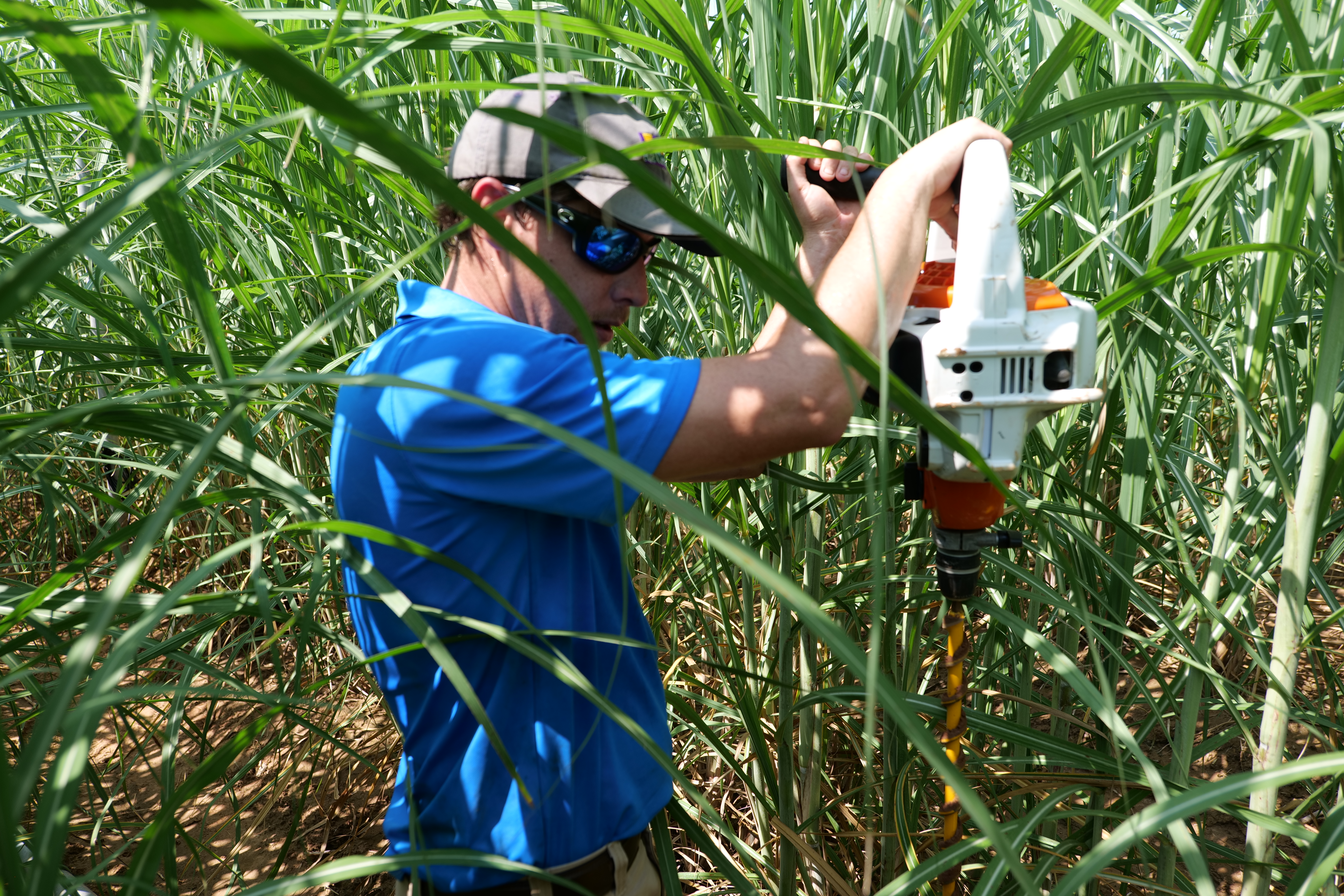 LSU AgCenter scientists studying irrigation of sugarcane 